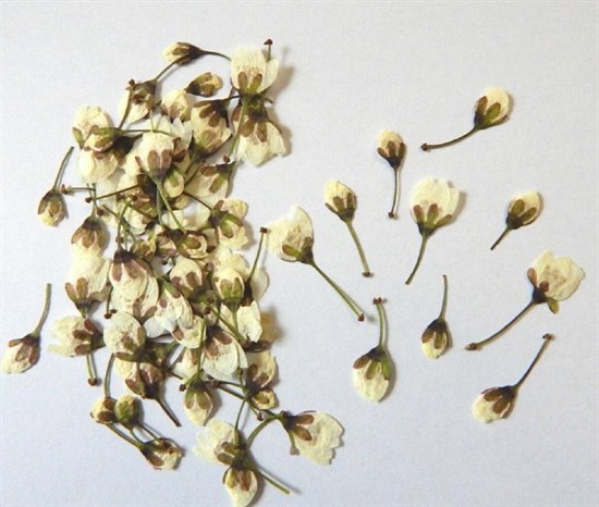 Сухоцветы Бутоны Алычи 10шт - фото 9016