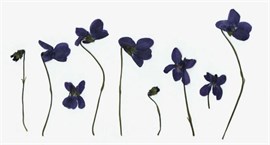 {{photo.Alt || photo.Description || 'Сухоцветы Фиалки 10 шт '}}