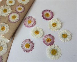 {{photo.Alt || photo.Description || 'Сухоцветы Маргаритки 8 шт. '}}