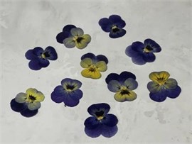 {{photo.Alt || photo.Description || 'Сухоцветы Виолы &quot;Анютина глазки&quot; 10шт. (крупный калибр)'}}