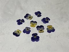 Сухоцветы Виолы "Анютина глазки" 10шт. (маленький калибр)