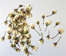Сухоцветы Бутоны Алычи 10шт
