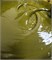 Паста фисташковая Diamante Pistacchio Verde, 100г 14735 - фото 12624