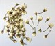 Сухоцветы Бутоны Алычи 10шт - фото 9016